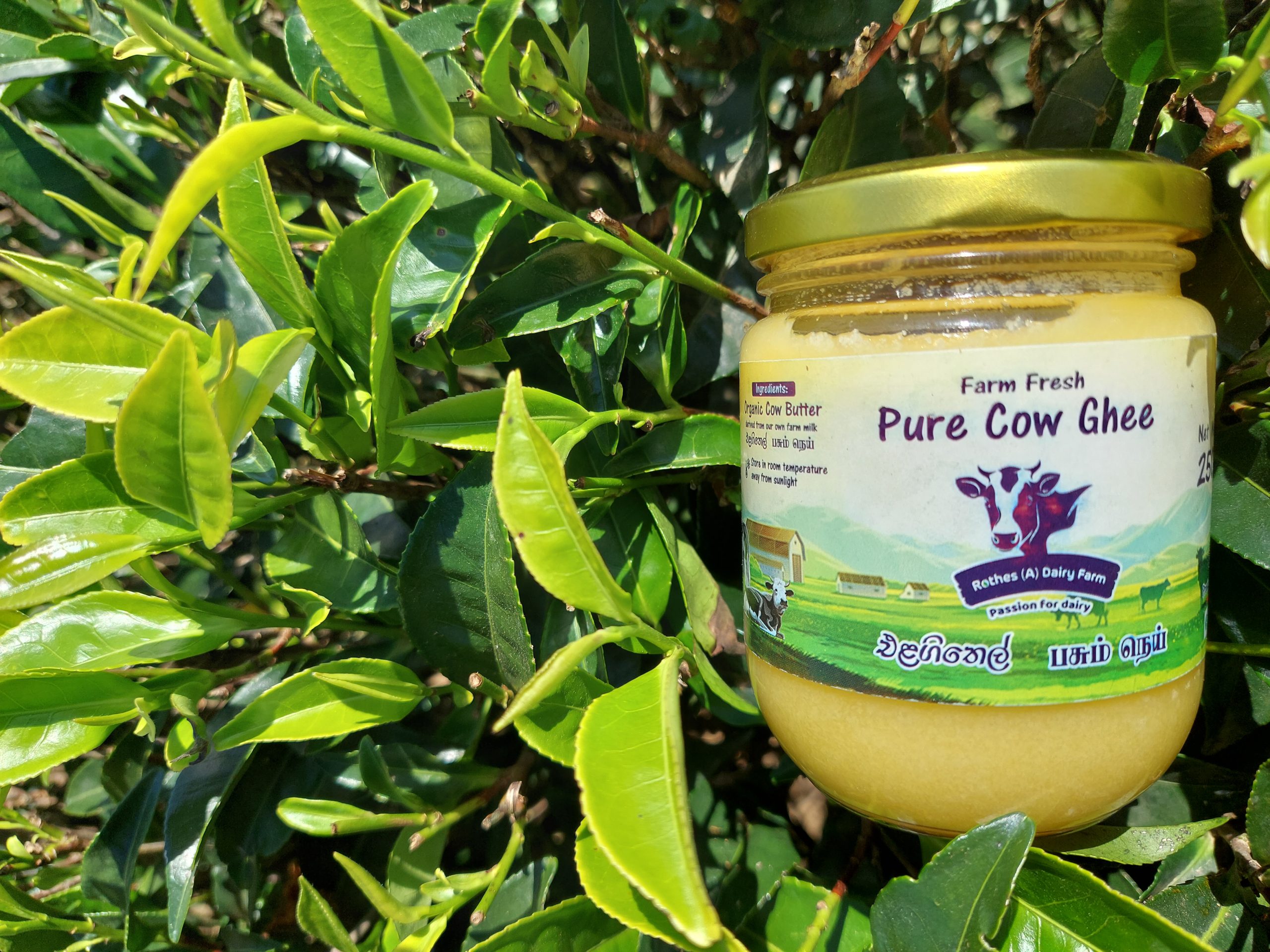 cow ghee sri lanka